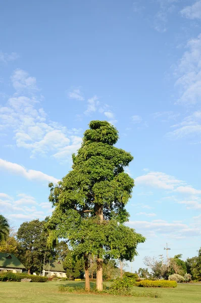 Großer Baum im öffentlichen Hof — Stockfoto