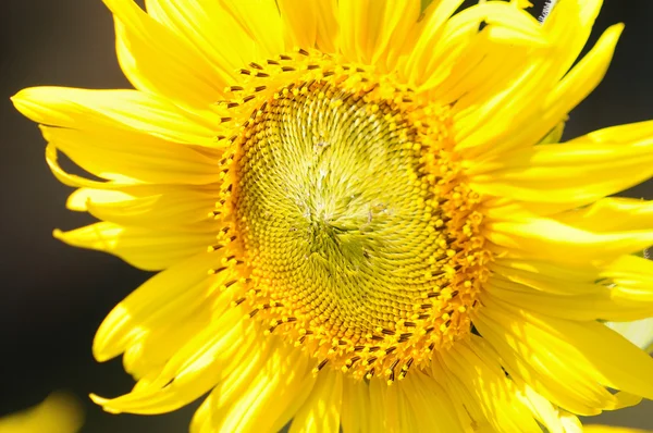 Teil der Sonnenblumen — Stockfoto