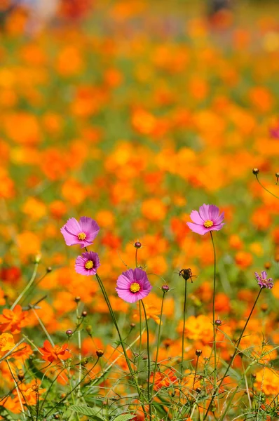 Kosmos květiny pole — Stock fotografie