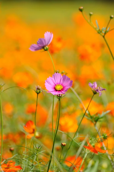 Cosmos flowers field — Stock Photo, Image