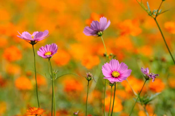 Kozmos çiçekleri alan — Stok fotoğraf