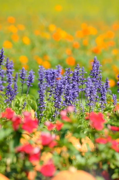 Blumen Feld Hintergrund. — Stockfoto