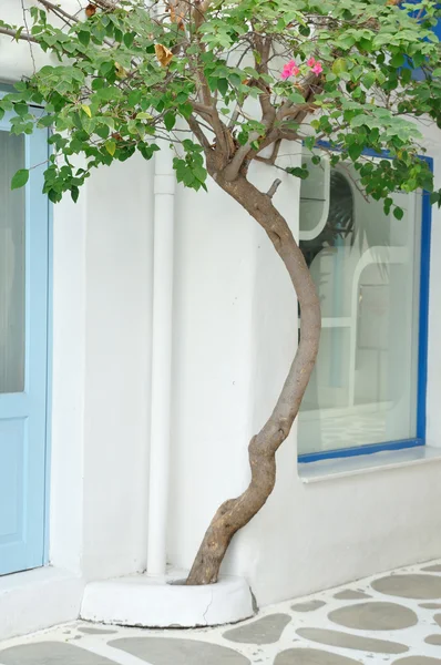 Hermoso árbol cerca de ventana —  Fotos de Stock