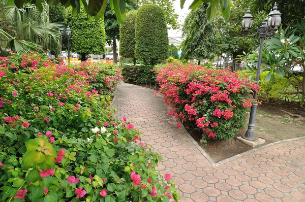 Camino a pie en jardín de flores . — Foto de Stock