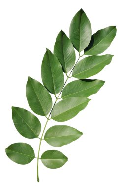 Yeşil yaprakları sopa ile şube