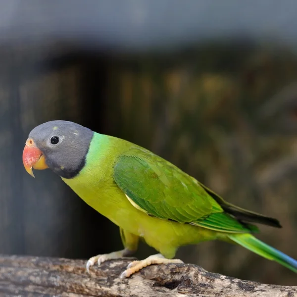 Zielone papugi na gałęzi — Zdjęcie stockowe