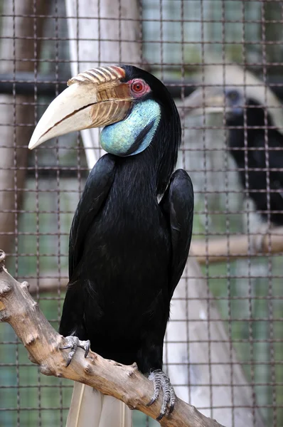 Grande pássaro hornbill — Fotografia de Stock