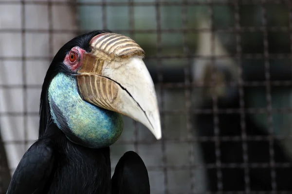 Great Hornbill bird — Stock Photo, Image