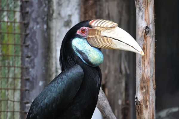 Grande pássaro hornbill — Fotografia de Stock