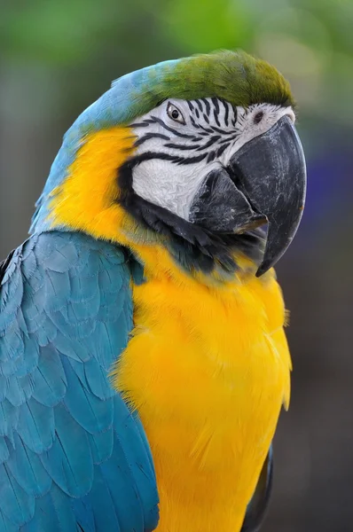 Krásný macaw pták — Stock fotografie