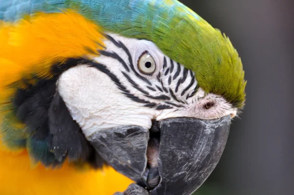Krásný macaw pták — Stock fotografie