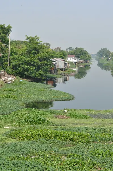 Many water hyacinth in canal — Stock Photo, Image