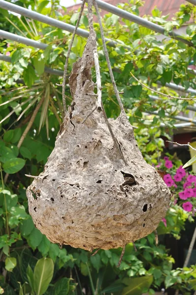 Hornet nest hanging on tree. — Stock Photo, Image