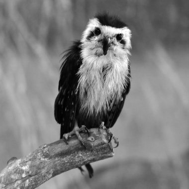 Yakalı falconet ötücü kuş