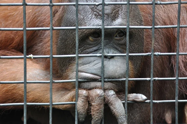 Самка орангутанга в клетке для животных — стоковое фото