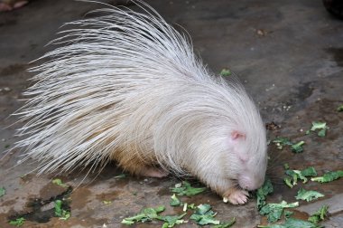 Beyaz kirpi yemek yeme