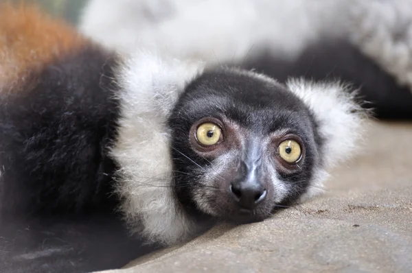 Ruffed-lemur agachado en la roca — Foto de Stock