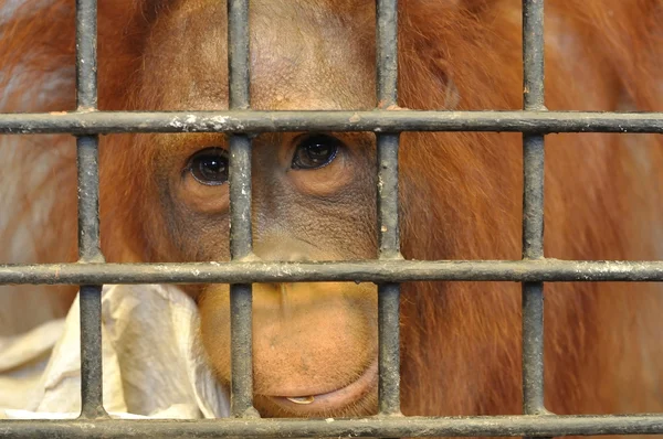 Самка орангутанга в клетке для животных — стоковое фото