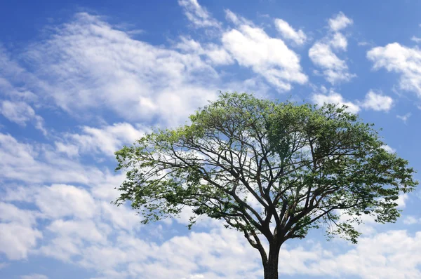 Grande árvore verde com céu azul — Fotografia de Stock