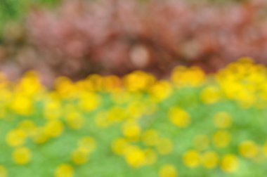 sarı çiçek arka plan.