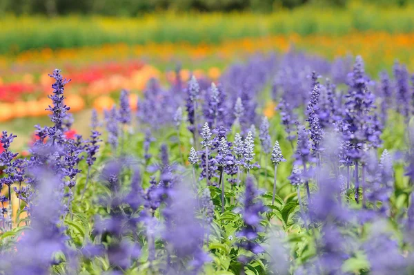 Krásné květiny pole — Stock fotografie