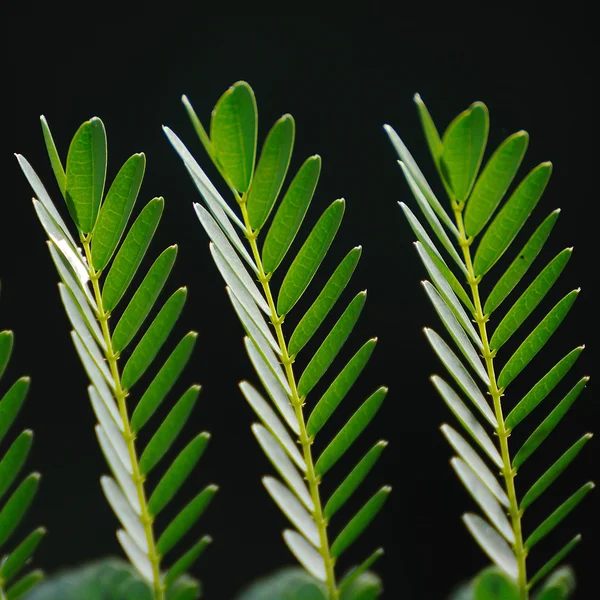 Tamarinde leaf op zwarte achtergrond. — Stockfoto