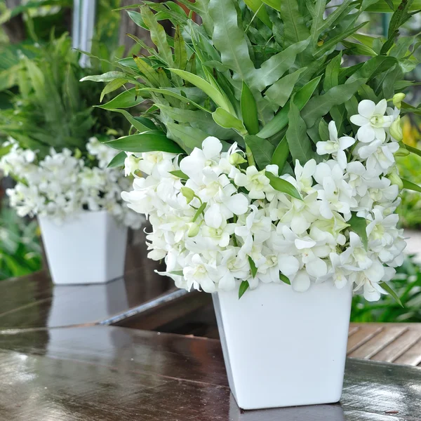 Орхидеи цветы в вазах — стоковое фото
