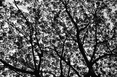 Yapraklar ve ağaçlar arka plan