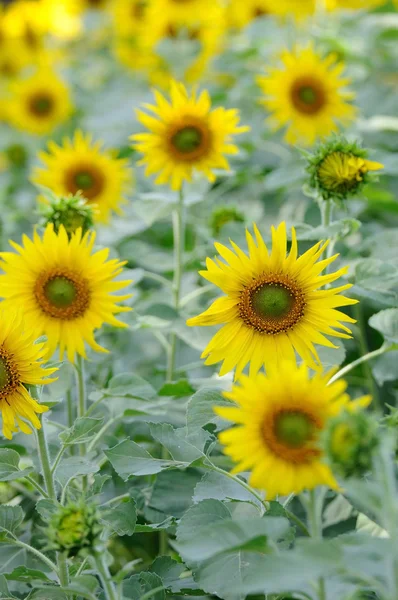 Schönes Sonnenblumenfeld — Stockfoto