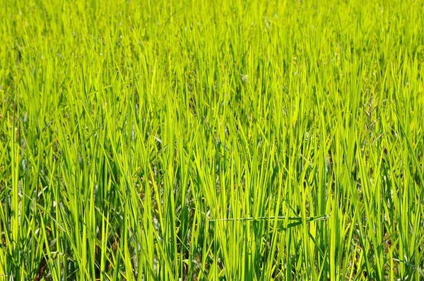 Groene rijstvelden — Stockfoto