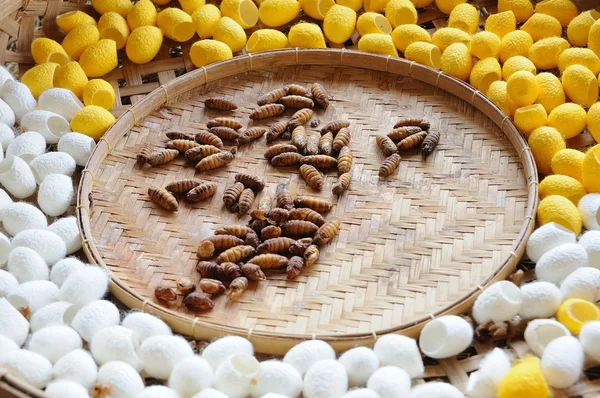 Silkworms in rattan basket. — Stock Photo, Image