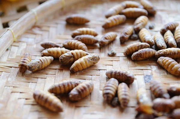 Silkworms in rattan basket. — Stock Photo, Image