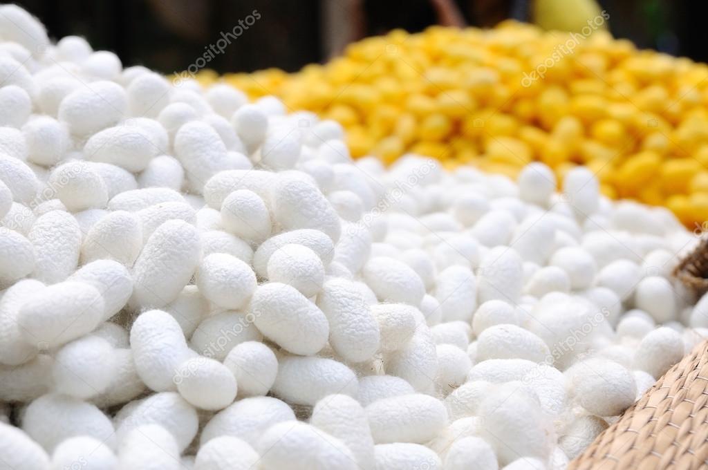 Many cocoons silkworms