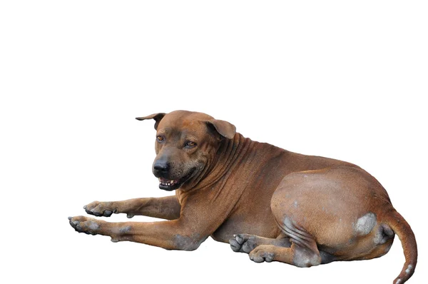 Nagy kóbor kutya — Stock Fotó