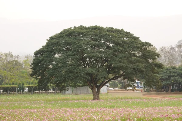 Tree in public yard — Stock Photo, Image