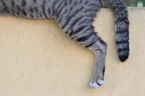 Кошка на левой ноге и хвосте — стоковое фото