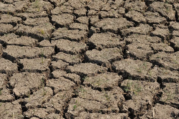 Terrain avec sol sec et fissuré — Photo