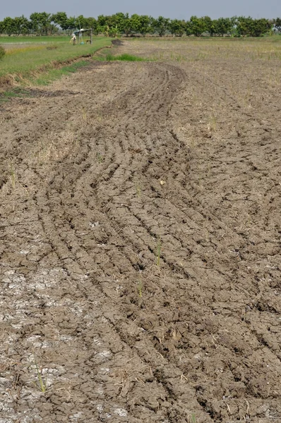 toprak zemin kuru ve kırık