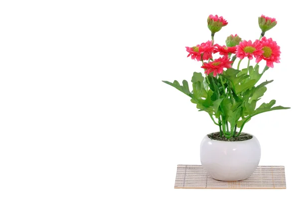 Flowers in white pot — Stock Photo, Image