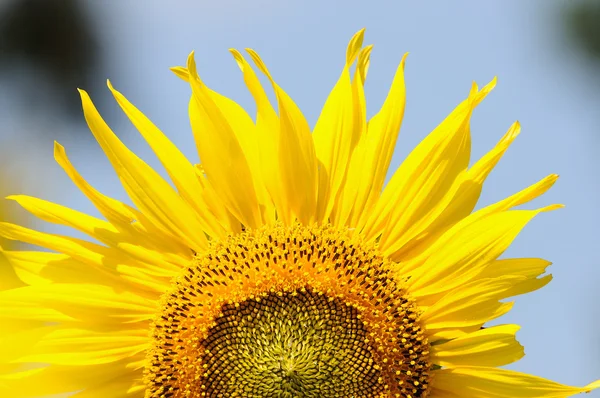 Teil der hellen Sonnenblume — Stockfoto