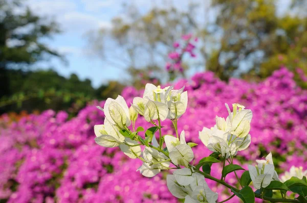 Bougainvilleas flowers in garden. — Stock Photo, Image