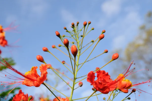 Beautiful peacock flowers — Stock Photo, Image