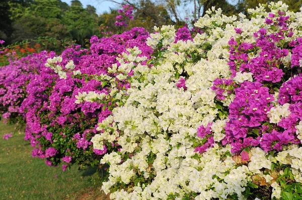 Bougainvilleas flores en el jardín . — Foto de Stock