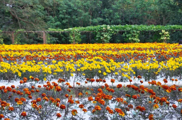 Un campo de flores de caléndula — Foto de Stock