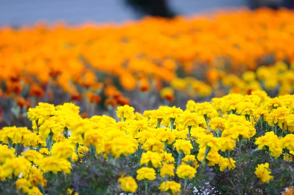 A field of Marigold flowers — Stock Photo, Image