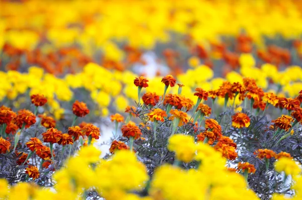 Un champ de fleurs de souci — Photo