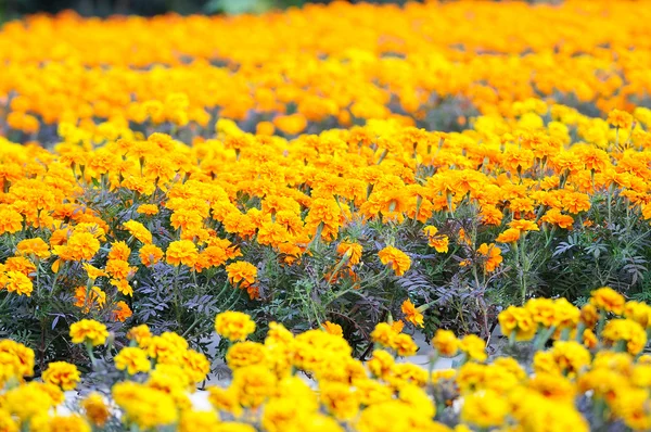 Un champ de fleurs de souci — Photo