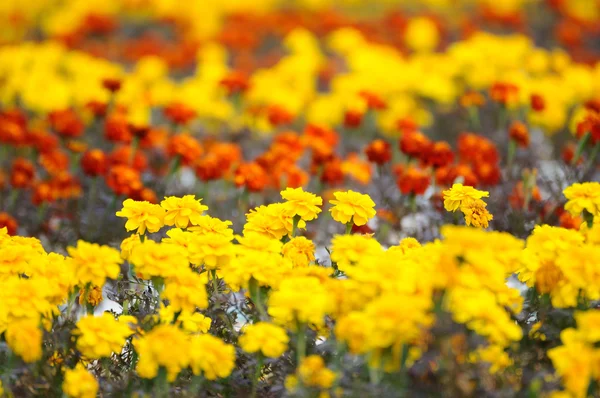 A field of Marigold flowers — Stock Photo, Image