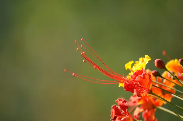 Beautiful peacock flower — Stock Photo, Image