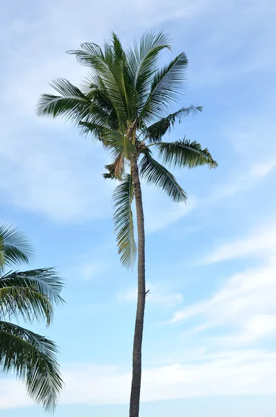 Close-up van het met palmbomen — Stockfoto